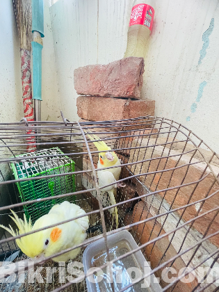 Cockatiels